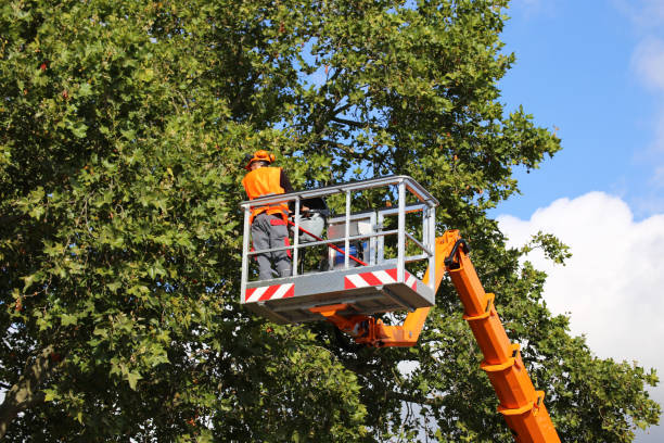 Best Emergency Tree Removal  in USA